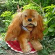 画像2: ID全てあり☆ エクセレントコンディション☆ Steiff Cockie Spaniel Standing 17cm 推定 1952年〜1957年頃（ビンテージ）