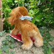 画像5: ID全てあり☆ エクセレントコンディション☆ Steiff Cockie Spaniel Standing 17cm 推定 1952年〜1957年頃（ビンテージ）